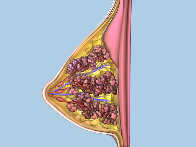 Female Breast Anatomy Structure Showing Mammary Gland Tissue And Duct Details In Medical Illustration 3d model