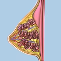 Female Breast Anatomy Structure Showing Mammary Gland Tissue And Duct Details In Medical Illustration