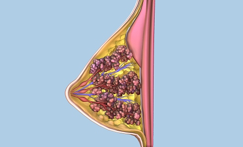 breast cross section breast cells human organs 3d model