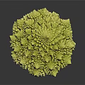 Fresh Green Romanesco Broccoli With Unique Spiral Pattern On Black Background 3d model