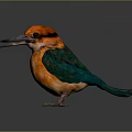 Vibrant Orange And Green Kingfisher Bird With Long Beak Standing On Dark Background
