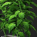 Tomato Potted Plant With Green Leaves And Red Fruits In Burlap Pot