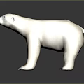 White Polar Bear With Thick Fur Standing On Dark Reflective Surface 3d model