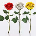 Beautiful Red White Yellow Roses With Green Leaves And Stems On White Background