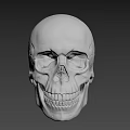 Skeleton 3d model