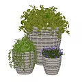 Potted Bonsai Plants in Woven Pots Featuring Green Leaves Purple Flowers and Trailing Vines