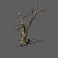 Isolated Dry Leafless Tree With Rough Bark Standing On Gray Background