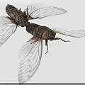 Two Cicadas With Transparent Veined Wings And Brown Bodies On White Background