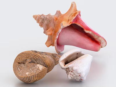Natural Shell Decorative Ornament Set With Orange Pink Brown And White Conch For Home Decor 3d model