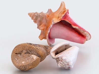 Conch Shell Sea Snail Oyster Scallop Seafood Sea Shell Hornscrew 3d model