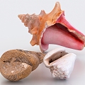 Conch Shell Sea Snail Oyster Scallop Seafood Sea Shell Hornscrew 3d model