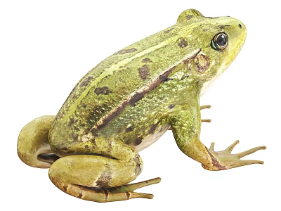 Green Reptile With Dark Spots On Body In Side View Against White Background 3d model