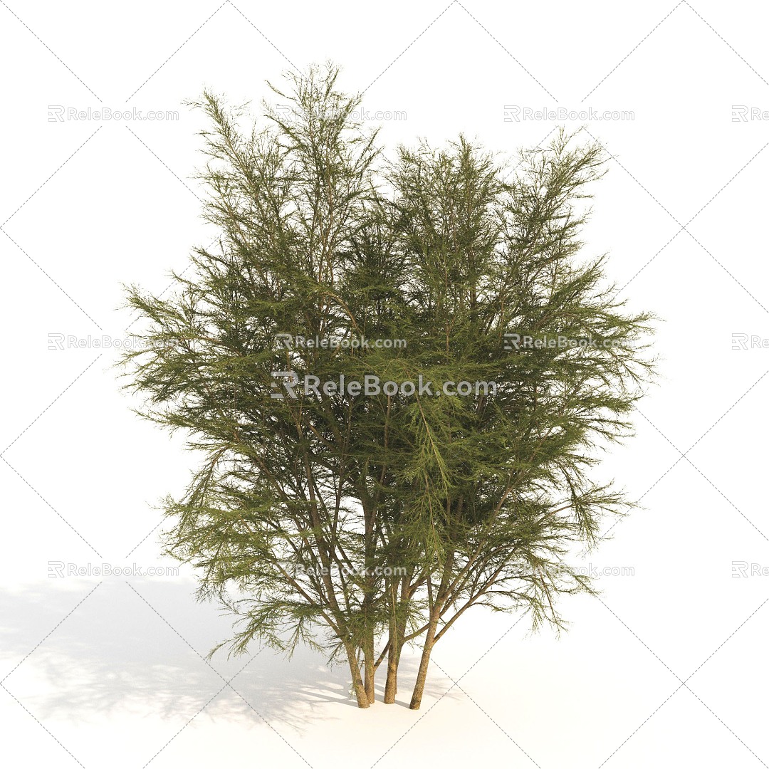 trees plants dwarf trees shrubs 3d model