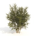 trees plants dwarf trees shrubs 3d model