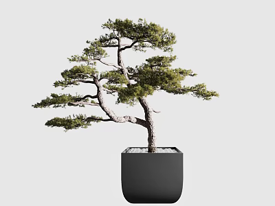 Unique Pine Bonsai Plant With Curved Trunk Green Foliage And Black Square Pot 3d model