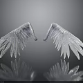 White Angelic Wings With Soft Feathers On Black Reflective Surface Showing Reflection 3d model