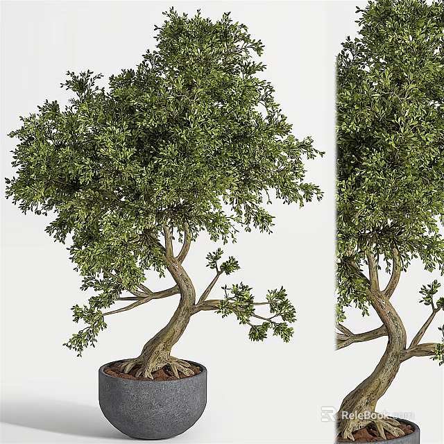 Potted Bonsai Tree With Lush Green Foliage And Curved Trunk For Home Decor 3d model 