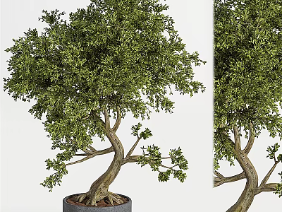 Potted Bonsai Tree With Lush Green Foliage And Curved Trunk For Home Decor 3d model