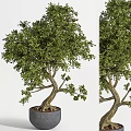 Potted Bonsai Tree With Lush Green Foliage And Curved Trunk For Home Decor