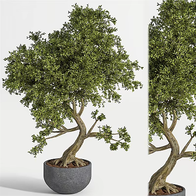 Potted Bonsai Tree With Lush Green Foliage And Curved Trunk For Home Decor 3d model