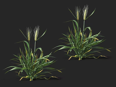 Green Wheat Plants With Lush Leaves And Golden Ears On Black Background 3d model