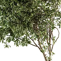 Lush Arbor With Dense Green Foliage And Strong Trunk Surrounded By Shrubs