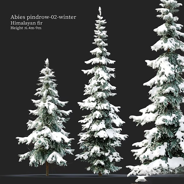 Three Snow Covered Evergreen Trees With White Snow On Green Branches 3d model