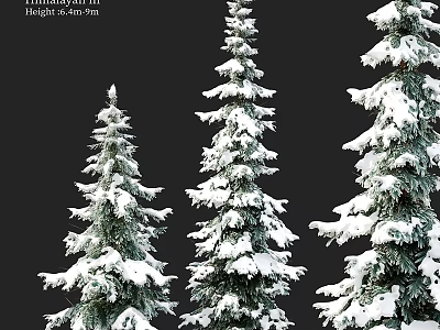 Three Snow Covered Evergreen Trees With White Snow On Green Branches 3d model