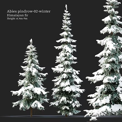 Three Snow Covered Evergreen Trees With White Snow On Green Branches 3d model