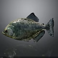 Piranha Fish Greenish Silver Body Red Eyes Shiny Scales Fins On Gray Background With Reflection