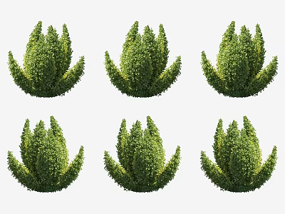 Six Neatly Arranged Well Trimmed Shaped Shrubs For Garden Landscaping 3d model