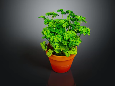 Vibrant Lush Green Leafy Plant in Terracotta Pot on Dark Background 3d model
