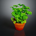Vibrant Lush Green Leafy Plant in Terracotta Pot on Dark Background