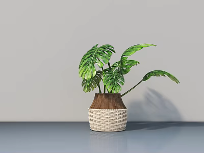Potted Monstera Plant With Woven Brown And Beige Planter On Gray Table Surface 3d model