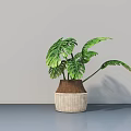 Potted Monstera Plant With Woven Brown And Beige Planter On Gray Table Surface