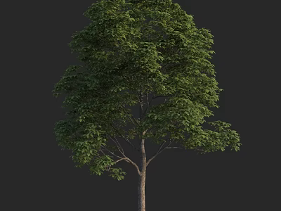Lush Green Arbor With Dense Foliage And Brown Trunk Against Dark Background 3d model