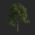 Lush Green Arbor With Dense Foliage And Brown Trunk Against Dark Background