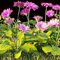 Beautiful Pink Flowers with Green Leaves Growing on Lush Green Grass
