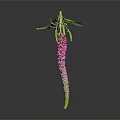 Long Curved Green To Pink Flower With Small Buds Green Leaves On Dark Background Reflection