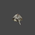 Detailed Bird Skull With Long Beak Displayed On Gray Background 3d model