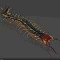 Realistic Reptile Centipede With Long Black Body Golden Legs And Red Orange Head