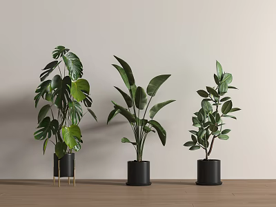 Indoor Potted Green Plants Various Types in Black Pots with Metal Stands and Wooden Floor 3d model