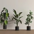 Indoor Potted Green Plants Various Types in Black Pots with Metal Stands and Wooden Floor