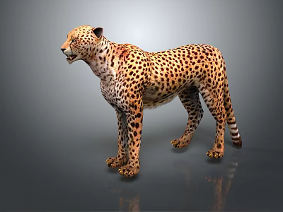 Cheetah With Spotted Yellow Fur Standing On Gray Background With Reflection 3d model