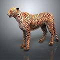 Cheetah With Spotted Yellow Fur Standing On Gray Background With Reflection 3d model