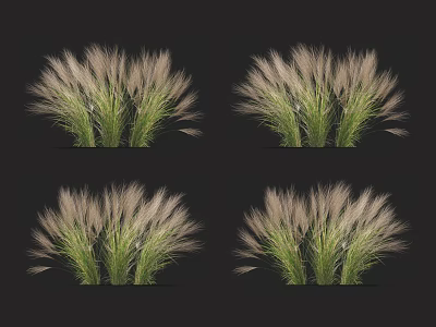 Showcase Multiple Herbaceous Plants With Green Stems And White Fluffy Tops On Black Background 3d model