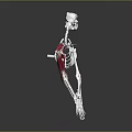 Detailed Dog Skeleton Anatomical Model With Red Muscles Structure 3d model