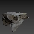 Detailed Animal Skull With Natural Bone Structure Isolated On Black Background
