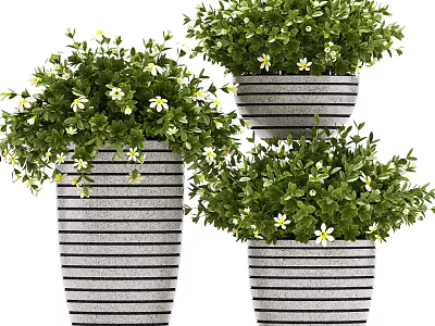 Three Stylish Striped Potted Plants With Green Leaves And White Flowers 3d model