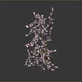 Pink Flowering Tree with Curved Trunk and Exposed Roots Blooming Pink Blossoms on Dark Background